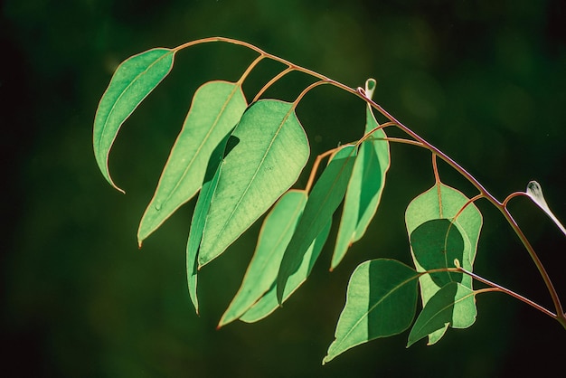 Eucalyptus green leaves abstract background with copy space natural medical background