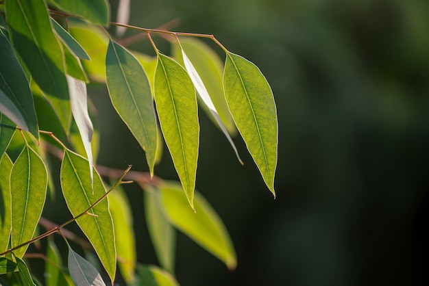 Eucalyptus green leaves