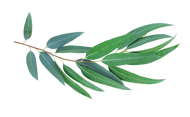 Eucalyptus leaves isolated on white surface