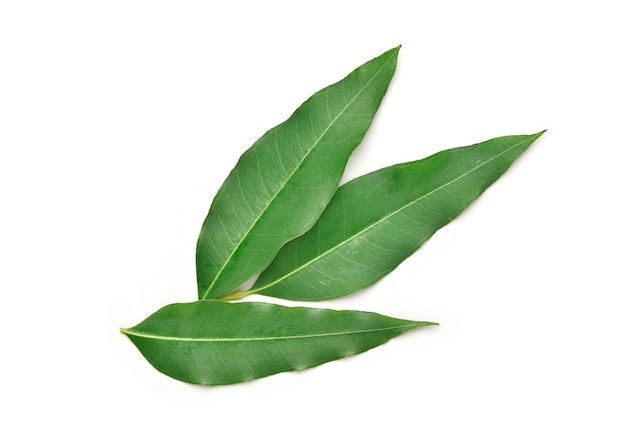 Eucalyptus leaves isolated on white