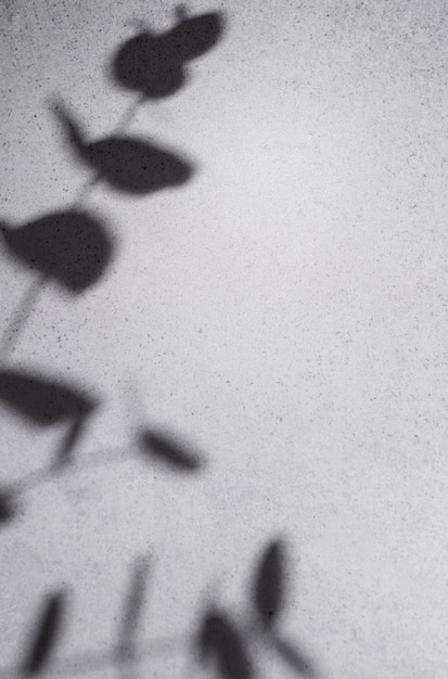 Eucalyptus leaves shadows on grey concrete wall