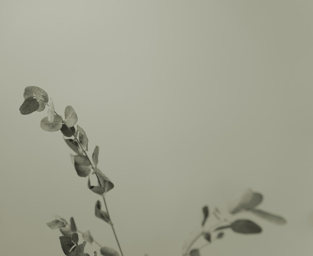 Eucalyptus leaves stem branches with monochromatic neutral grey space Minimal floral nature design