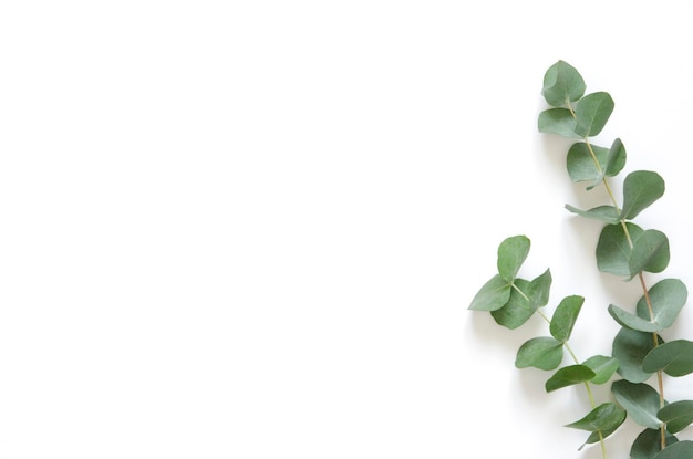 Eucalyptus leaves on white background. Flat lay, top view, copy space