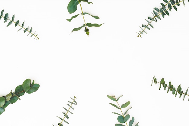 Eucalyptus leaves on white background. Pattern made of eualyptus branches. Flat lay, top view, copy space