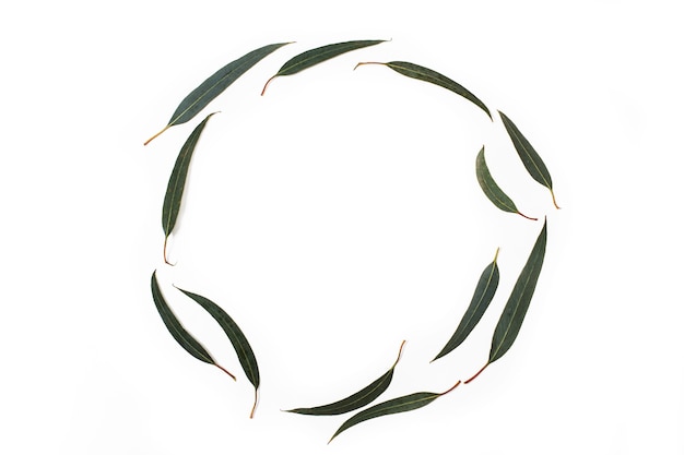 Eucalyptus leaves on a white background