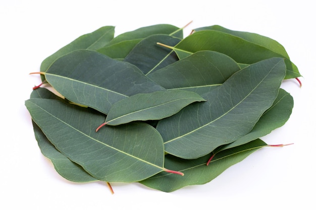 Eucalyptus leaves on white background