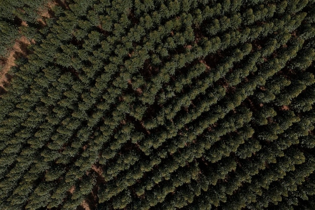 Eucalyptus plantation seen from above by drone