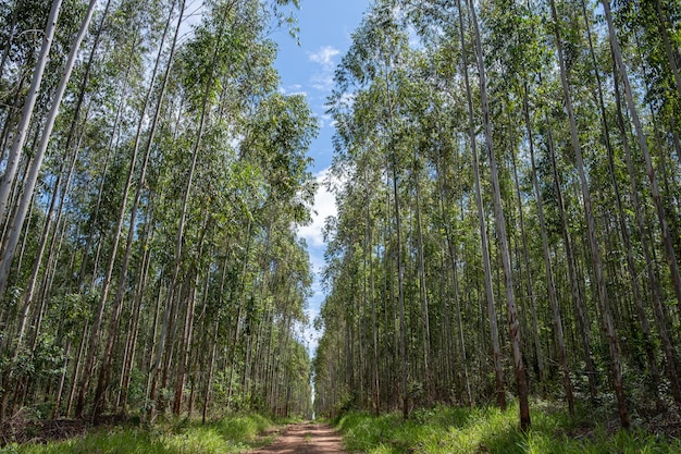 eucalyptus plantation seen from below