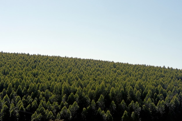 Eucalyptus plantation, with white space for text