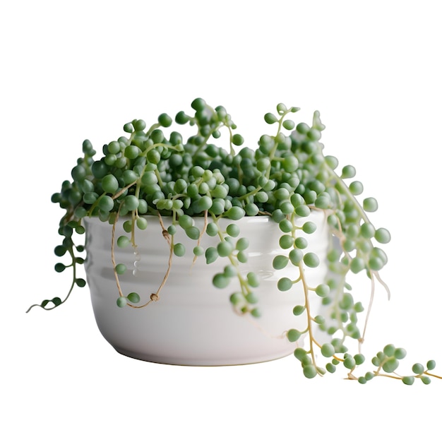 Eucalyptus in a pot isolated on a white background