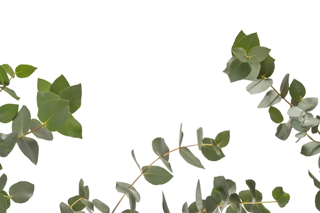 Photo eucalyptus sprig isolated on a white background