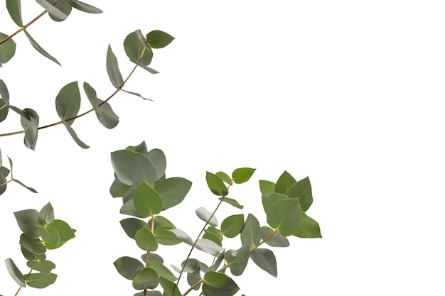 Photo eucalyptus sprig isolated on a white background