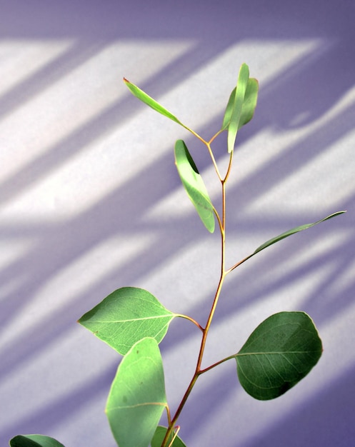 Eucalyptus stem plant botanical green leaves against drop shadow blue abstract texture background