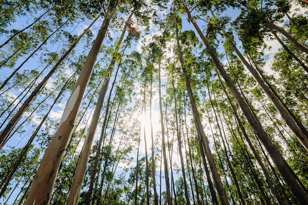 Eucalyptus tree against sky