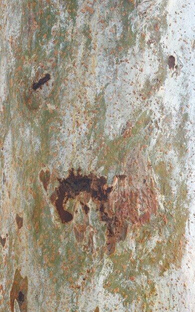 Eucalyptus tree bark texture Bark of eucalyptus tree seamless texture a eucalyptus tree bark text