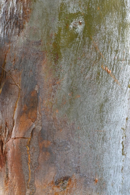 Eucalyptus tree bark texture Bark of eucalyptus tree seamless texture a eucalyptus tree bark text