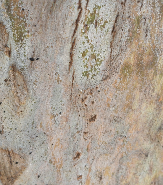 Eucalyptus tree bark texture seamless texture a eucalyptus tree bark texture background image