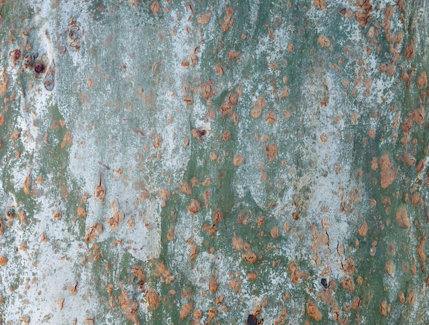 Eucalyptus tree bark texture seamless texture a eucalyptus tree bark texture background image