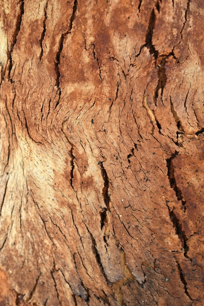 Eucalyptus tree bark texture seamless texture a eucalyptus tree bark texture background image