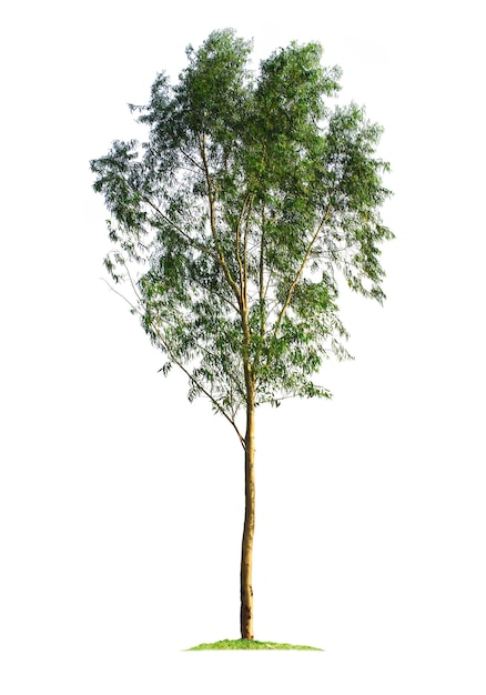 Eucalyptus tree isolated on white background