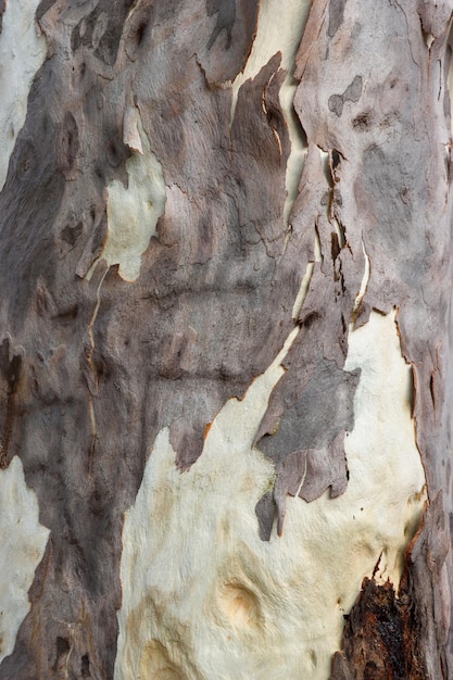 Eucalyptus tree surface and bark texture closeup photoshoot White and smooth wood surface with brown bark texture for background Dry tree bark texture and white wood surface photo