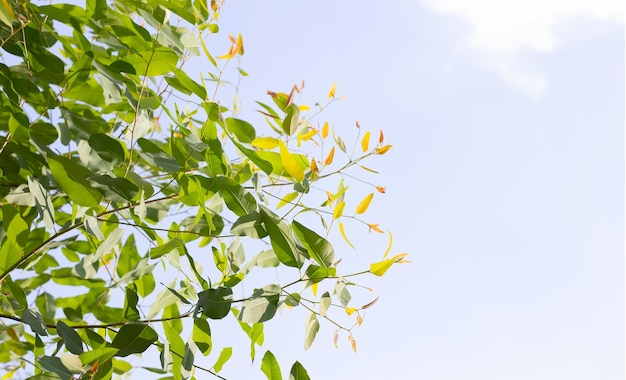 Eucalyptus tree with blue sky and cloud