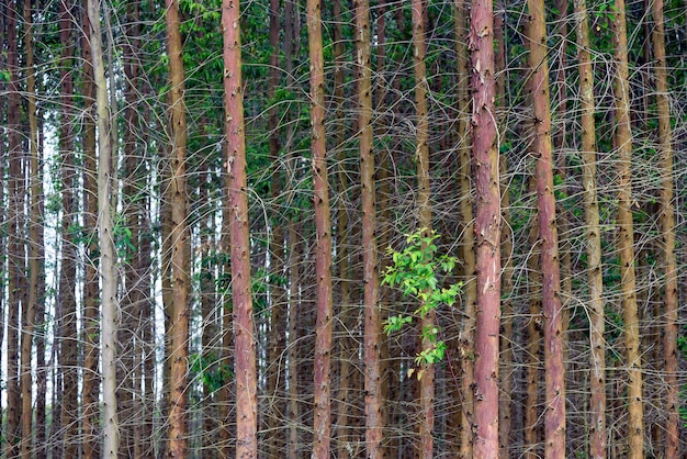 Eucalyptus trunks in symmetrical composition