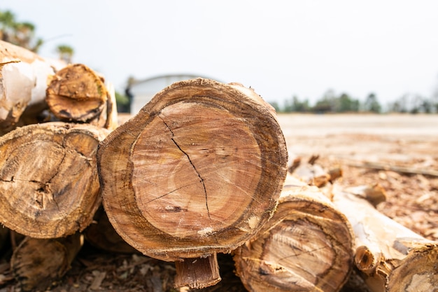 Eucalyptus wood arranged in layers, Pile of Eucalyptus wood logs ready for industry.