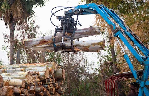 Eucalyptus wood arranged in layers, Pile of Eucalyptus wood logs ready for industry.