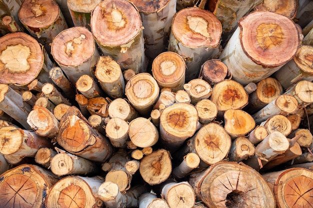 Eucalyptus wood arranged in layers, Pile of Eucalyptus wood logs ready for industry.