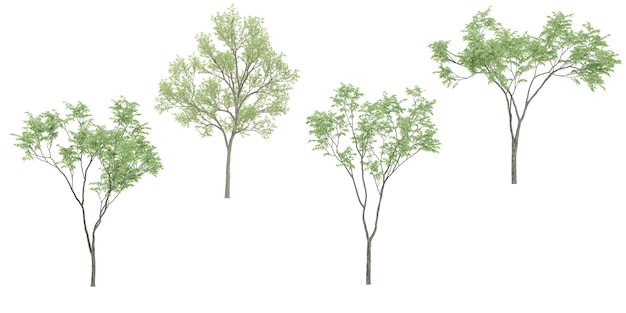 EucalyptusPlam trees with transparent background 3D rendering for illustration