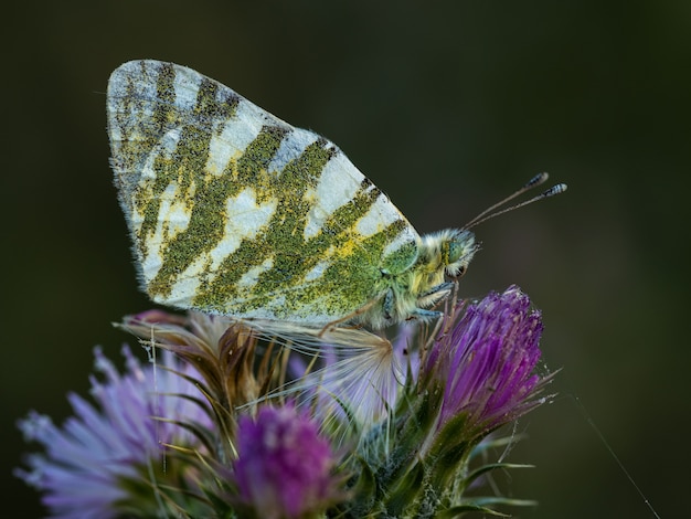 Euchloe belemia. Butterfly in their natural environment.