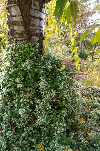 Euonymus or spindle fortunei evergreen plant with green leaves climbing on tree Gardening in fall