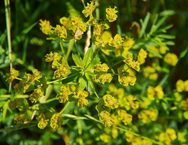 Euphorbia amygdaloides