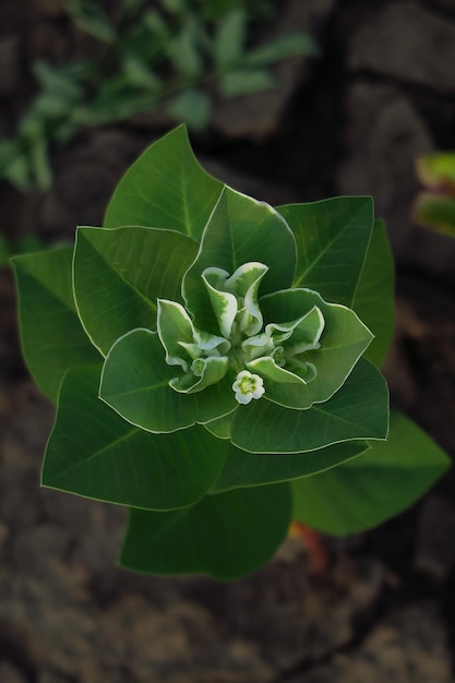 Euphorbia bordered grows on a bed in a flower garden. cultivation of flowers concept