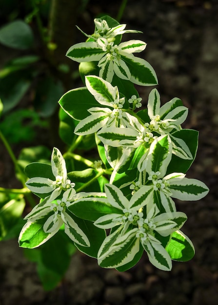 Euphorbia bordered grows on a bed in a flower garden. cultivation of flowers concept