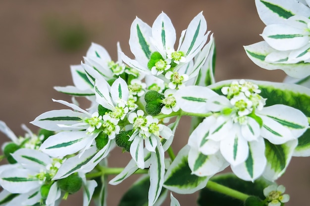 Euphorbia bordered grows on a bed in a flower garden. cultivation of flowers concept