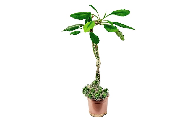 Euphorbia lophogona in a plant pot isolated on white background Fastgrowing cactus