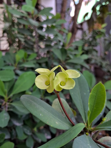 An Euphorbia milii with yellow flower