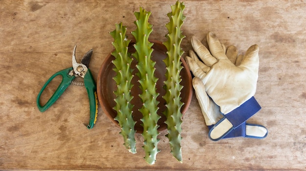 Euphorbia neriifolia cuttings with gardening tools