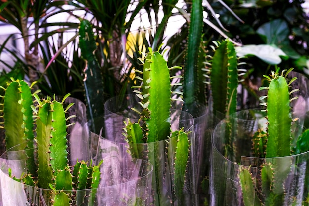 Euphorbia trigona also known as African milk tree, cathedral cactus, Abyssinian euphorbia, and high chaparall for sale in the store.