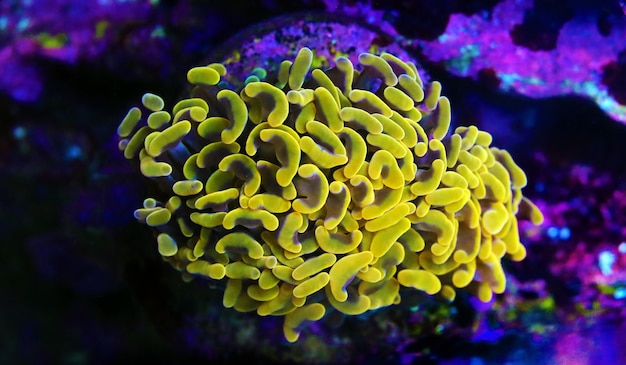 Euphyllia Ancora - Hammer coral, Large stony polyps