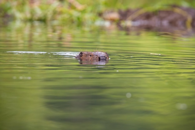 Eurasian beaver swimming in water in summer nature