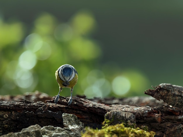 Eurasian blue tit (Cyanistes caeruleus). Birds with a sunflower seed in their beak.