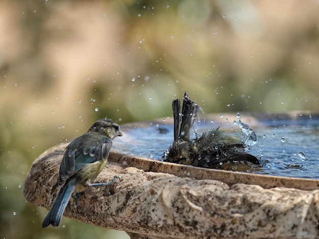 Eurasian blue tit (Cyanistes caeruleus).