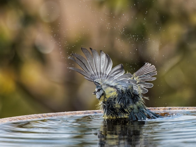 Eurasian blue tit (Cyanistes caeruleus).