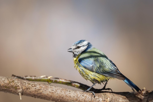 Eurasian blue tit Cyanistes caeruleus