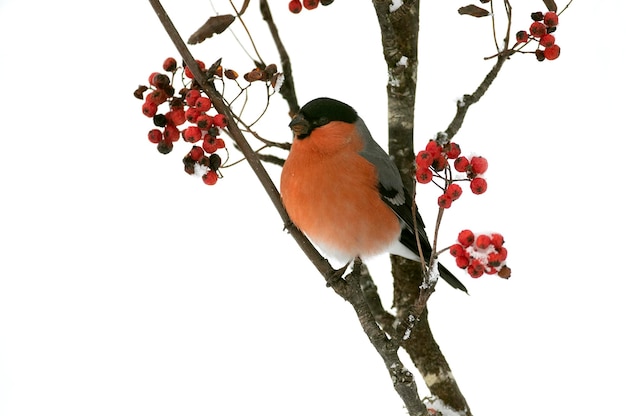 Eurasian bullfinch male eating berries in an oak forest under a heavy snowfall in January