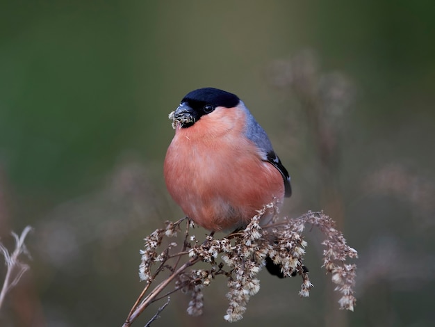 Eurasian bullfinch 