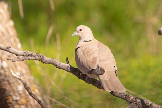 Eurasian collared dove Streptopelia decaocto Malaga Spain